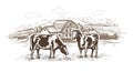 Dairy farm. Cows graze in the meadow. Rural landscape, village vintage sketch Royalty Free Stock Photo