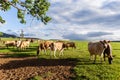 Dairy Farm Cows