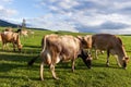 Dairy Farm Cows Landscape