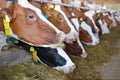 Dairy farm - feeding cows in cowshed