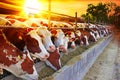 Dairy farm - feeding cows in outdoor cowshed at sunset Royalty Free Stock Photo
