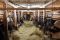 Dairy Farm Interior Showing Cows in Stalls Feeding on Straw in Winter Time Royalty Free Stock Photo