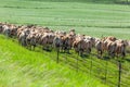 Cows Walking Dairy Farm Field Summer