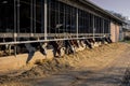 A dairy farm with milk cows eating the feed from inside the barn Royalty Free Stock Photo