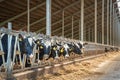 Dairy farm with milking cows in barn. Industrial modern breeding cattle Royalty Free Stock Photo