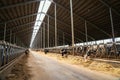 Dairy farm with milking cows in barn. Industrial modern breeding cattle and milk products production Royalty Free Stock Photo