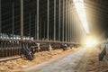 Dairy farm with milking cows eating hay in barn. Industrial modern breeding cattle Royalty Free Stock Photo