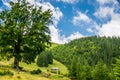 Dairy farm in the mountains Royalty Free Stock Photo