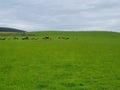 Dairy farm new zealand beautiful