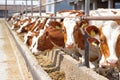 Dairy farm, simmental cattle, feeding cows on farm Royalty Free Stock Photo