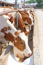 Dairy farm, simmental cattle, cow licking salt Royalty Free Stock Photo