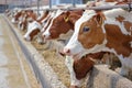 Dairy farm, simmental cattle, feeding cows on farm Royalty Free Stock Photo