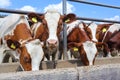 Dairy farm, simmental cattle, feeding cows on farm Royalty Free Stock Photo