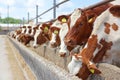 Dairy farm, simmental cattle, feeding cows on farm Royalty Free Stock Photo