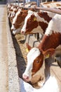 Dairy farm, simmental cattle, cow licking salt Royalty Free Stock Photo