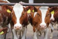 Dairy farm, simmental cattle, feeding cows on farm Royalty Free Stock Photo