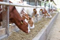 Dairy farm, simmental cattle, feeding cows on farm Royalty Free Stock Photo