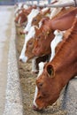 Dairy farm, simmental cattle, feeding cows on farm Royalty Free Stock Photo