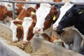 Dairy farm, simmental cattle, feeding cows on farm Royalty Free Stock Photo