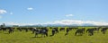 Dairy Farming on Canterbury Plains Panorama