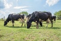 Dairy farming