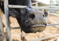 Dairy farming