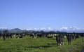 Dairy Farming at Sheffield & Southern Alps, Canterbury, New Zealand