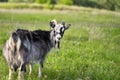 A dairy goat with a full udder in the grass in the pasture. Selective focus