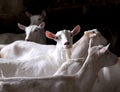 Dairy goat herd Royalty Free Stock Photo