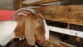 A little girl caressing a goat head. kid wants to become a veterinarian