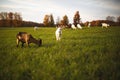 Dairy goats on a farm