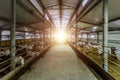 Dairy goats in modern free livestock stall