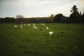 Dairy goats on a farm