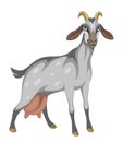 Dairy gray funny goat