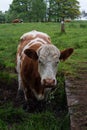 Dairy herd on a rainy day Royalty Free Stock Photo