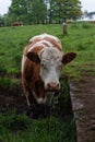 Dairy herd on a rainy day Royalty Free Stock Photo