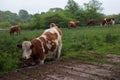 Dairy herd on a rainy day Royalty Free Stock Photo