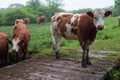 Dairy herd on a rainy day Royalty Free Stock Photo