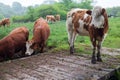 Dairy herd on a rainy day Royalty Free Stock Photo