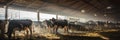 dairy herd in a spacious barn, highlighting the contours of the cows and the hay-laden floor Royalty Free Stock Photo