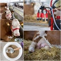Dairy industry collage