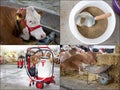 Dairy industry collage