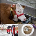 Dairy industry collage