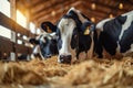 Dairy industry cows at cowshed, hay feeding in full swing