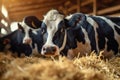 Dairy industry cows at cowshed, hay feeding in full swing