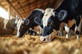 Dairy industry cows at cowshed, hay feeding in full swing