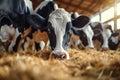 Dairy industry cows at cowshed, hay feeding in full swing