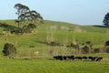 Dairy industry - farmland