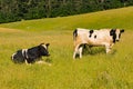 Dairy milk cow over green glass field Royalty Free Stock Photo