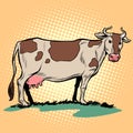 Dairy milk cow with udder. Farm animal Royalty Free Stock Photo